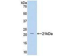 WB of Protein Standard