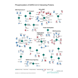 Phosphorylierungen bei SARS-CoV-2 Infektion